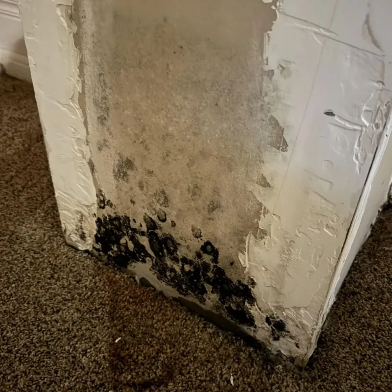 Professional Mold Removal in South San Jose Hills, CA